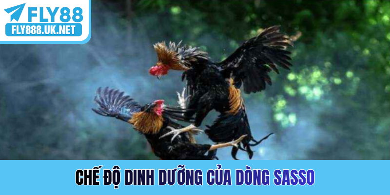 Chế độ dinh dưỡng của dòng Sasso
