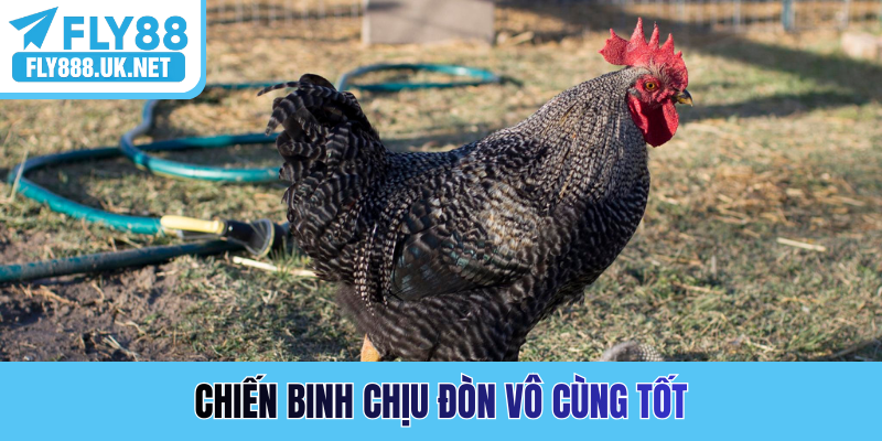 Chiến binh chịu đòn vô cùng tốt