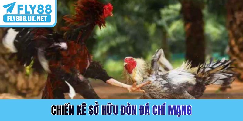 Chiến kê sở hữu đòn đá chí mạng