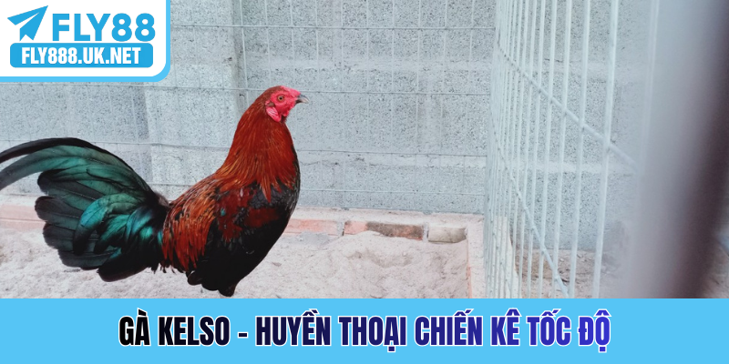 Gà Kelso