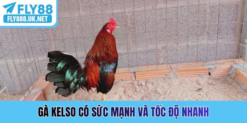Gà Kelso có sức mạnh và tốc độ nhanh