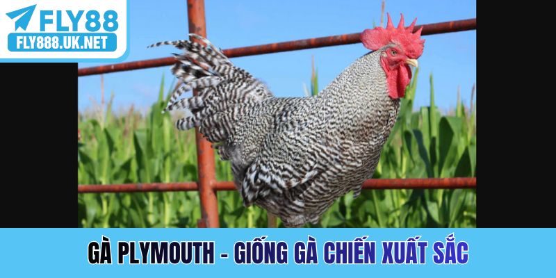 Gà Plymouth