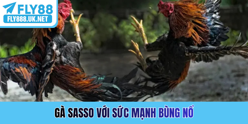 Gà Sasso với sức mạnh bùng nổ