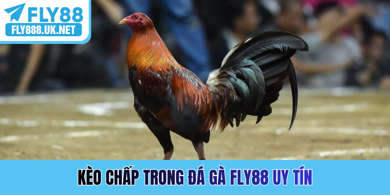 Kèo chấp trong đá gà FLY88 uy tín
