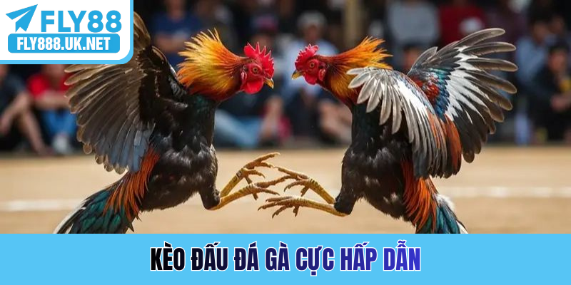 Kèo đấu đá gà cực hấp dẫn