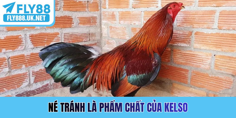 Né tránh là phẩm chất của Kelso