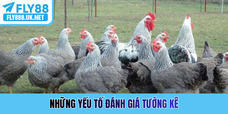 Những yếu tố đánh giá tướng kê