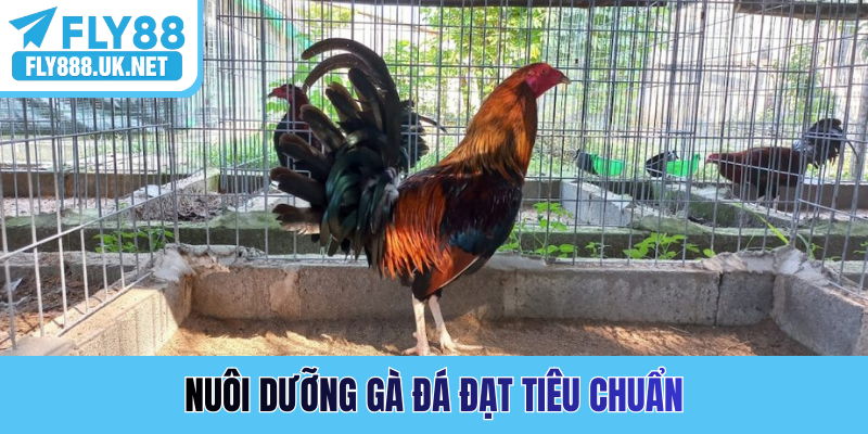 Nuôi dưỡng gà đá đạt tiêu chuẩn