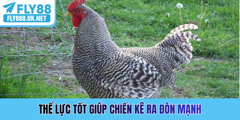 Thể lực tốt giúp chiến kê ra đòn mạnh