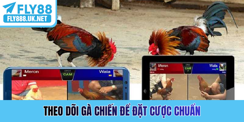 Theo dõi gà chiến để đặt cược chuẩn