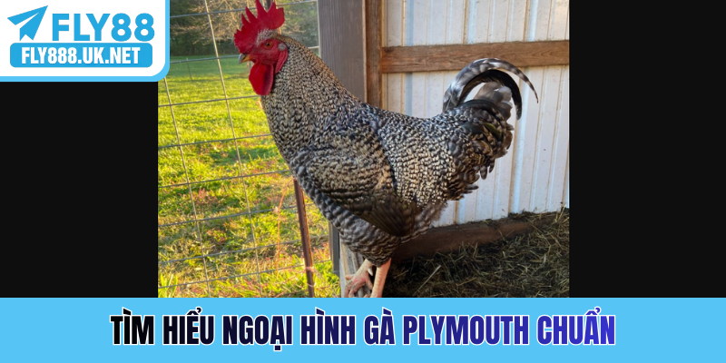 Tìm hiểu ngoại hình gà Plymouth chuẩn