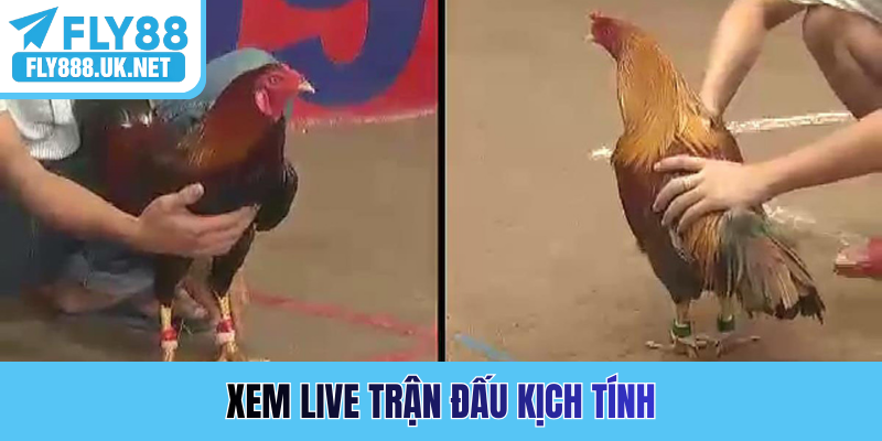 Xem live trận đấu kịch tính