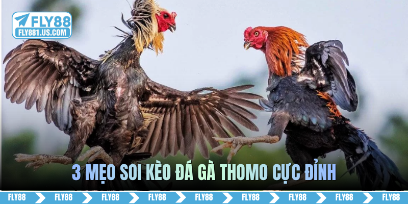 3 mẹo soi kèo đá gà Thomo cực đỉnh