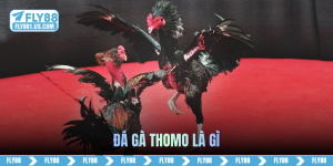 đá gà thomo là gì