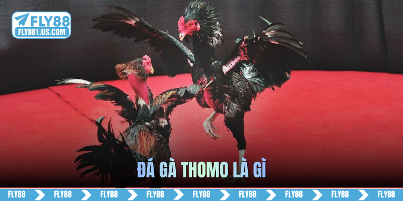 đá gà thomo là gì