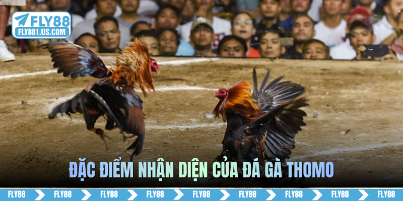 Đặc điểm nhận diện của đá gà Thomo