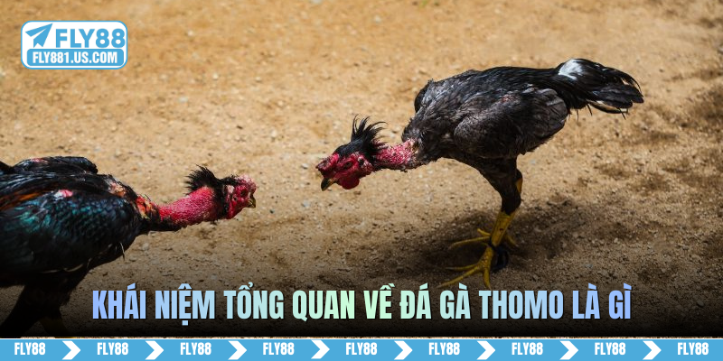 Khái niệm tổng quan về đá gà Thomo là gì