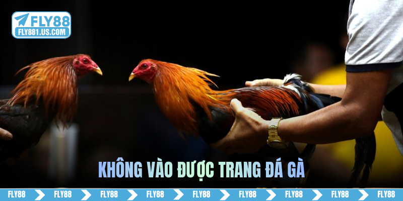 không vào được trang đá gà