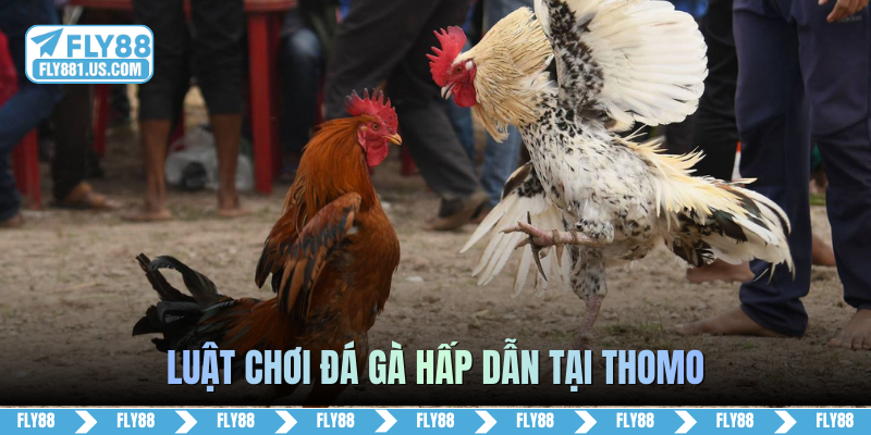 Luật chơi đá gà hấp dẫn tại Thomo