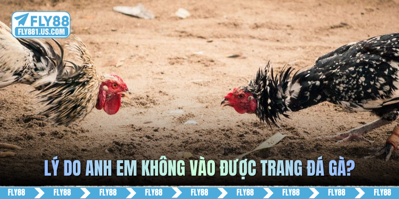 Lý do anh em không vào được trang đá gà?